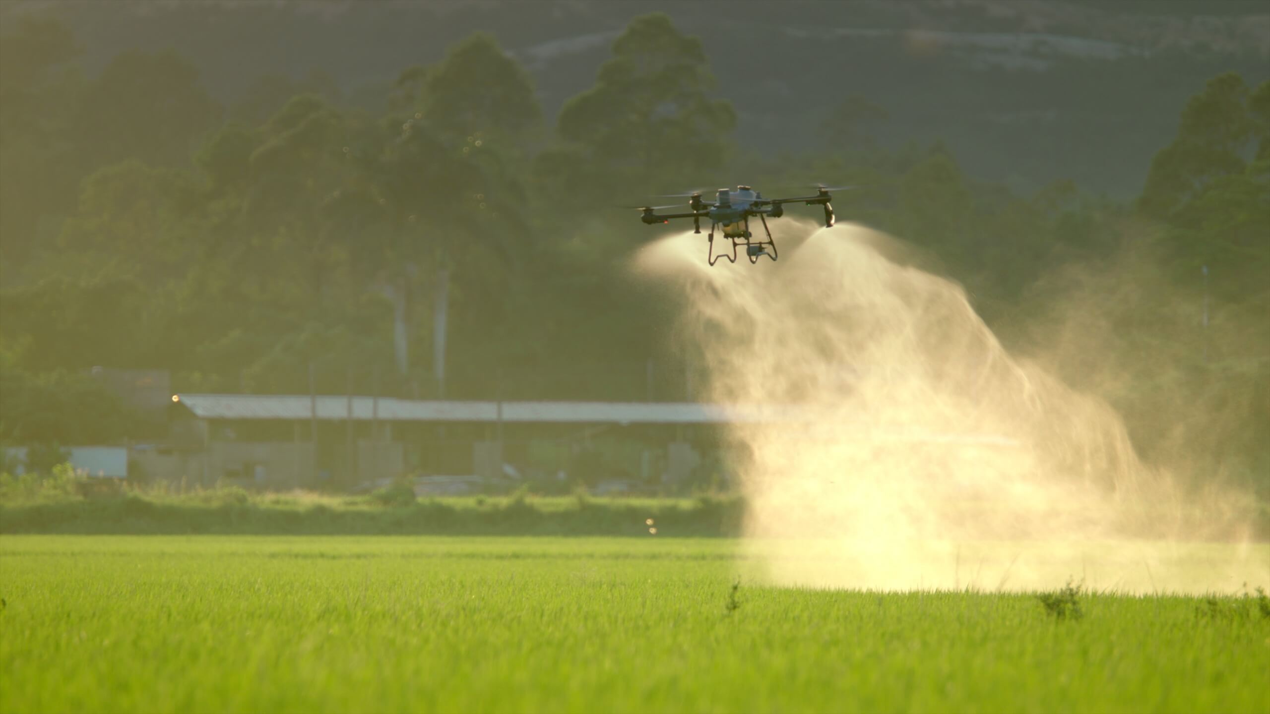Un dron pulverizador DJI Agras T25P volando bajo sobre un arrozal verde al amanecer, con dos abanicos de líquido cayendo de sus picos y dispersándose sobre el cultivo, y un galpón largo y lomas arboladas detrás