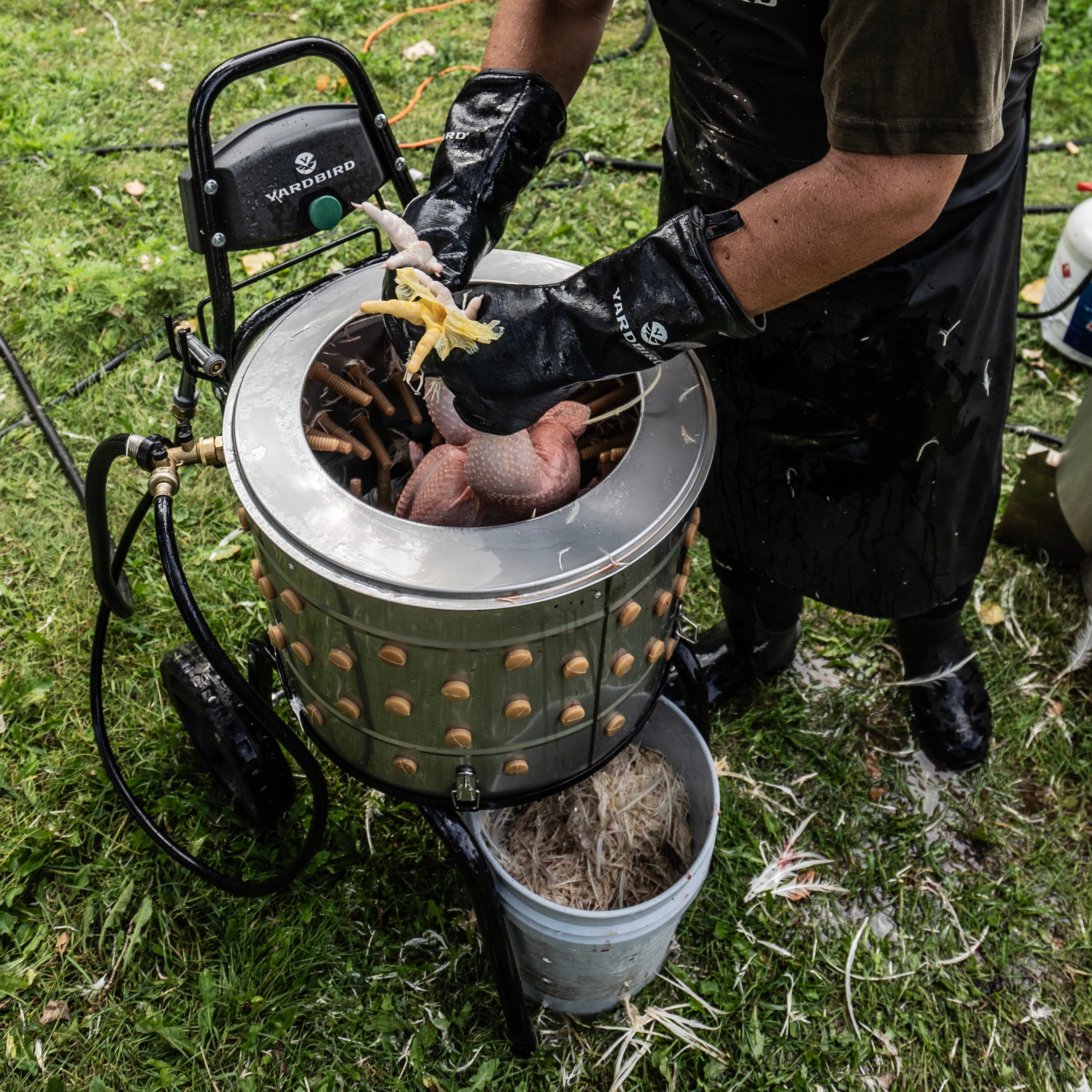 Un operario con delantal de goma negro y guantes largos saca un pollo desplumado del tambor de acero inoxidable de una desplumadora Yardbird instalada sobre el césped mojado, con las plumas cayendo en un balde blanco bajo la boca de descarga y la manguera de agua todavía conectada