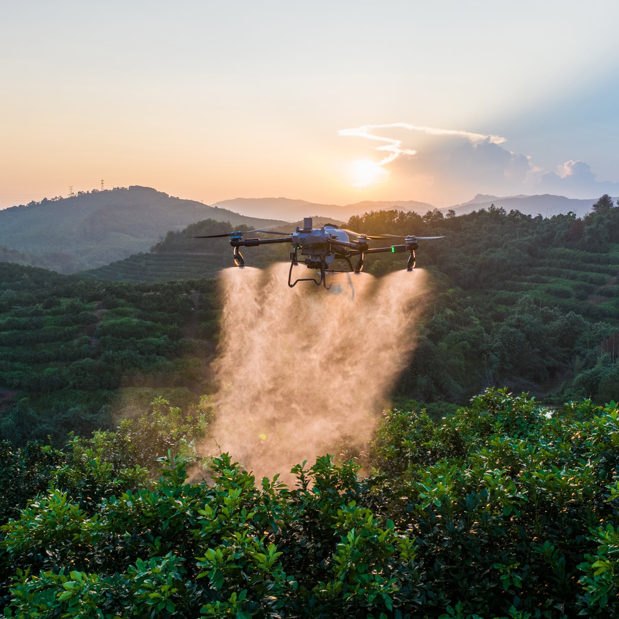 Un dron pulverizador Talos T60X volando bajo sobre un bloque de arbustos frutales de hoja ancha al atardecer, con dos abanicos anchos de líquido cayendo de sus barras hacia la copa, y laderas verdes en terrazas al fondo